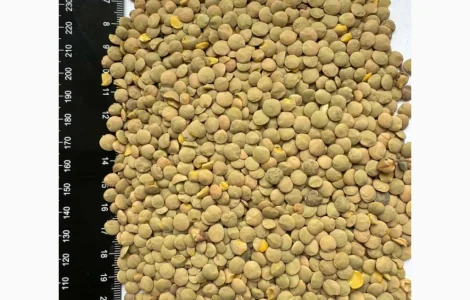 Продам чечевицу зеленую 25т