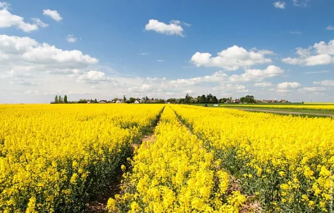 Компанія Експортер купує Ріпак та Соя у виробників