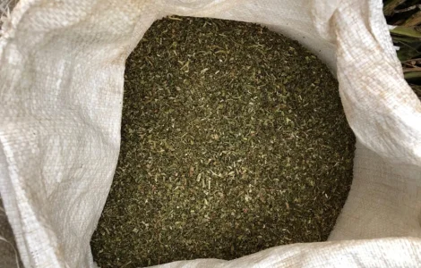 Самосад махорка тютюн табачок
