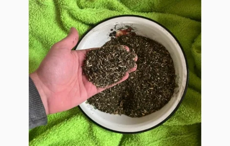 Покупаю табак махорки оптом