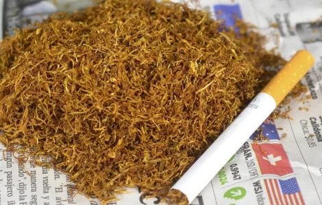 Шукаю постачальника махорки тютюну