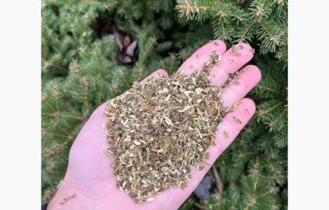 Шукаю махорку для закупки