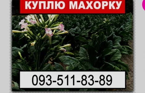 Шукаю махорку від виробника