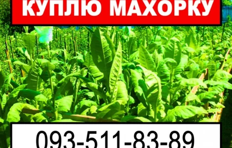 Выгодно куплю махорку