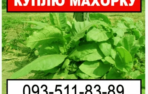 Купую махорку з Ваших грядок