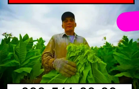 Лишняя махорка? Купим - звони