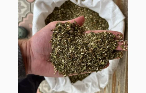 Махорка яку вирощуємо самі