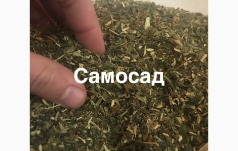 САМОСАД домашний МАХОРКА для мужиков не вонючая 2023 года