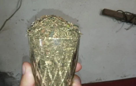САМОСАД домашний МАХОРКА для мужиков