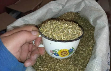 Самосад хароший и тютюн проросший уже цьорішній урожай