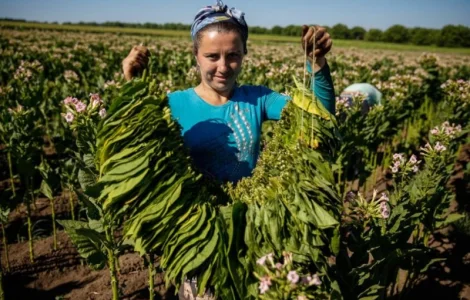 Есть свой домашний махорка - самосад а также табак хлопья и лапша резка 2 сорта