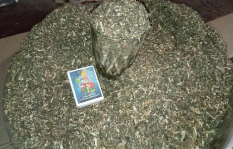 Нада Табак домашній тому сюда ! Самосад наш сільський дідовий