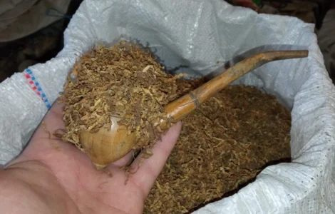 Табак Вирджиния домашний- самосад махорка свежая без мусора
