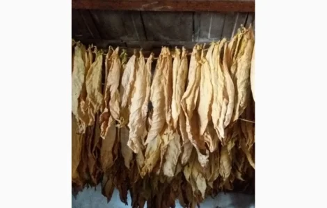 Продам сухие листья табака