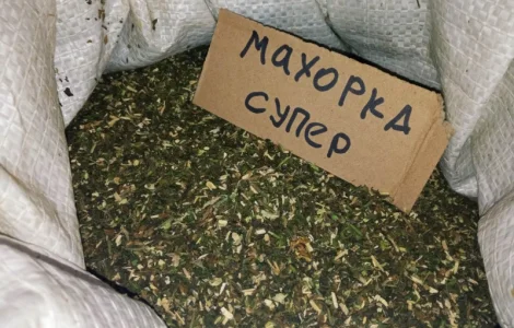 Домашний табак махорка самосад все свое не заводское