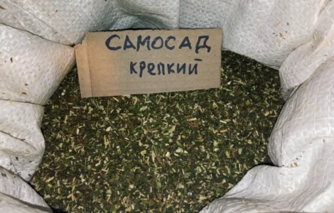 Просто самосад или махорка