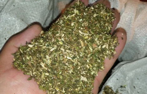 Самосад средний и крепкий