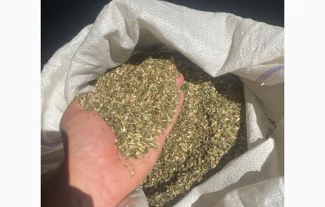 Махорка Самосад в продаже
