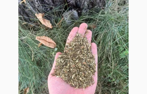 Сасосад табак махорка