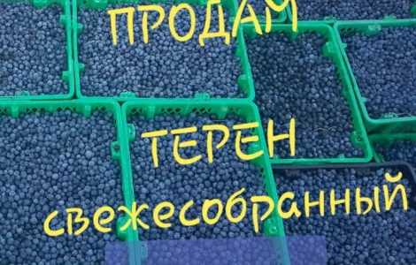 Продаж терну (терену) великими обсягами! Урожай 2025 року.