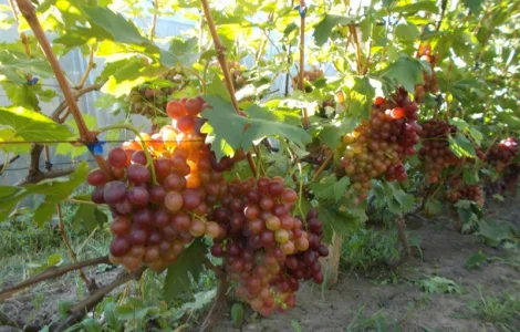 Пропонується виноград КМ Сказка, Анюта, Лакомка
