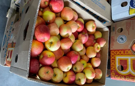 Продаются качественные школьные яблоки от 2 тонн