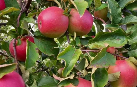 Продаются яблоки сортов Флоріна, Лігол, Еліза, Фуджі, Грані сміт, Джонагорет