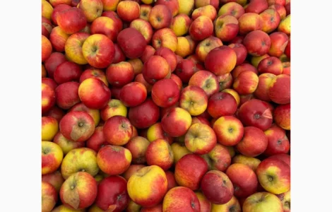 Продаются яблоки на переработку