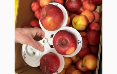 Яблоки сорта Радуга на продажу