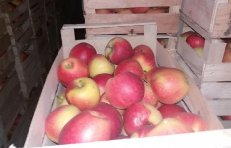 Яблоки оптом на продажу