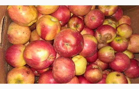 Продаются яблоки для переработки
