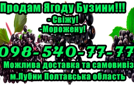 Продам бузину сезон 2025! Цена договорная! Любой объем