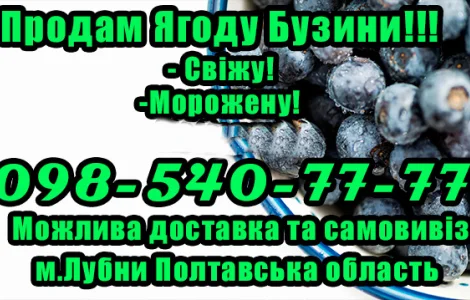 Реалізую бузину свіжу та заморожену! Оптом