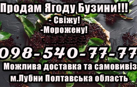 Продам Свежую Ягоду бузины!!!Крупным и мелким оптом!Сезон 2025