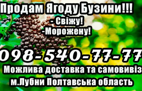 Предприятие реализует ягоду бузины!Высокое качество