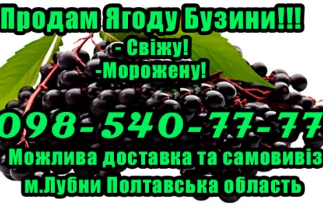 Продам ягоду бузины!Опт! Гибкий Расчет