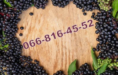 Заготовка Бузины 2025!наивысшие цены в сезоне!Купим любой объем продукции