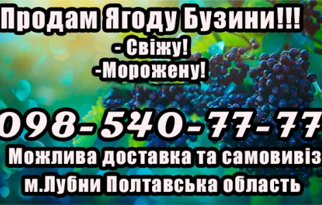 Продам бузину крупным и мелким оптом!Цена договорная