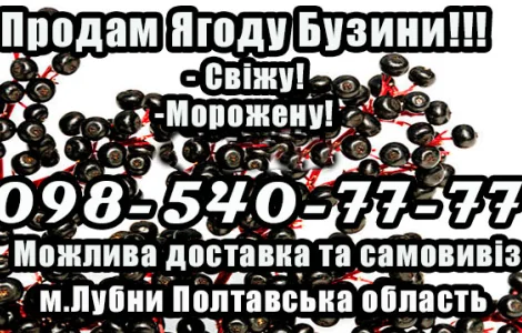 Предприятие заготовитель реализует высококачественную ягоду бузины