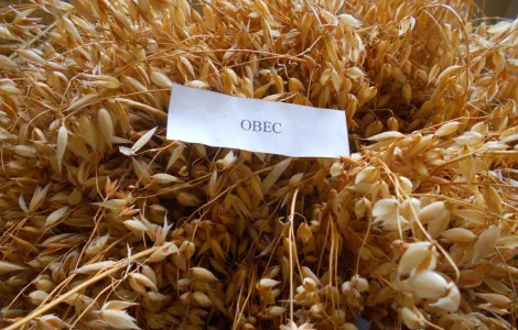 Вівсяне борошно оптом