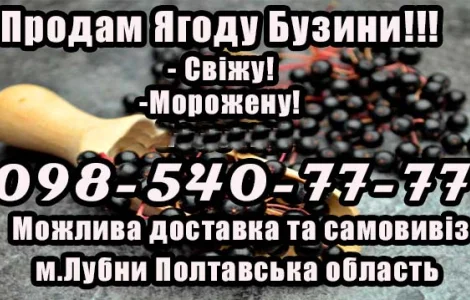Реализую ягоду бузины мелким и крупным оптом!Сезон 2025
