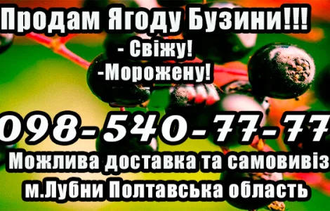 Предприятие продает крупным и мелким оптом ягоду бузины