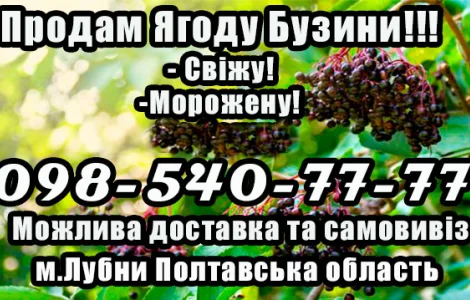 Предприятие реализует высококачественную ягоду бузины сезон сбора 2025