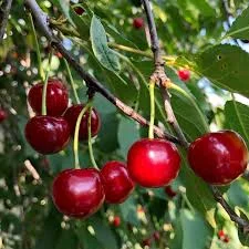 Сортовая вишня Львовщина | Урожай 2025 | Прямые поставки | От 10 т