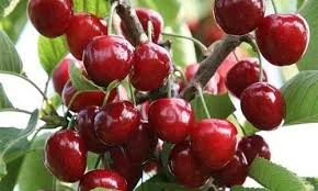 Оптовая вишня 2025 Полтавщина | От населения | Без хвостика | Заморозка / Переработка