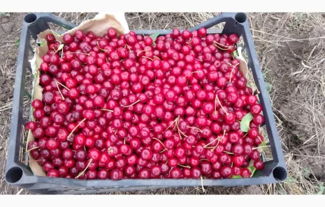Реализуем вишню садовую. Урожай 2025