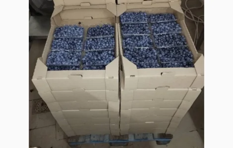 Продам голубику