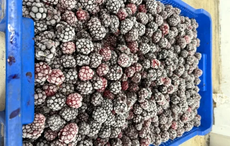 Продам замороженную Ежевику