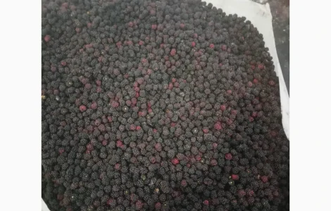 Продам ежевику