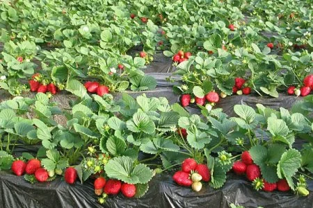 Продам клубнику оптом